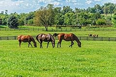 Thoroughbred horses grazing for sale  Delivered anywhere in USA 