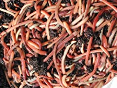 500g tiger composting for sale  Delivered anywhere in UK