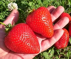 Star strawberry plants for sale  Delivered anywhere in USA 