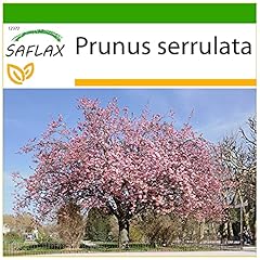 Saflax sakura semi usato  Spedito ovunque in Italia 