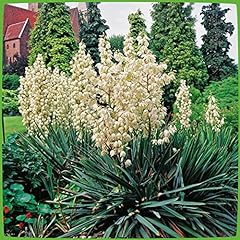Palmlilie elegantissima yucca gebraucht kaufen  Wird an jeden Ort in Deutschland