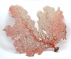 100 real dried for sale  Delivered anywhere in USA 