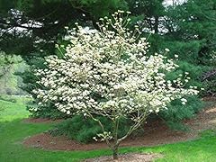 Semi cornus florida for sale  Delivered anywhere in UK