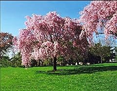 ASTONISH Seeds Pacchetto: 5 semi di salice rosa albero piangendo fiore gigante pieno paesaggio fiorito. usato  Spedito ovunque in Italia 