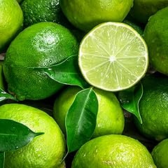 Live persian lime for sale  Delivered anywhere in USA 