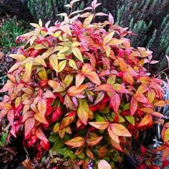 Firepower nandina shrub for sale  Delivered anywhere in USA 