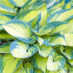 Hosta june plantain for sale  Delivered anywhere in Ireland