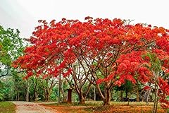 Seeds delonix regia for sale  Delivered anywhere in USA 