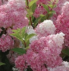 Hydrangea paniculata vanille for sale  Delivered anywhere in Ireland