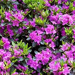 Rhododendron königstein japan gebraucht kaufen  Wird an jeden Ort in Deutschland