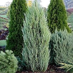 Juniperus blue arrow for sale  Delivered anywhere in UK