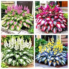 Piante ornamentali giardino usato  Spedito ovunque in Italia 