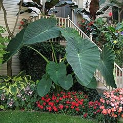 Live bulbs colocasia for sale  Delivered anywhere in USA 