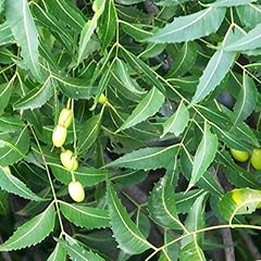 Neem tree seeds for sale  Delivered anywhere in USA 