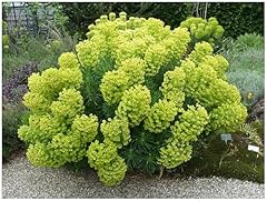 Euphorbia characias mittelmeer gebraucht kaufen  Wird an jeden Ort in Deutschland