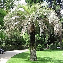 Gelatina palma butia usato  Spedito ovunque in Italia 