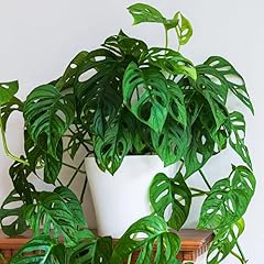 Swiss cheese plant for sale  Delivered anywhere in USA 