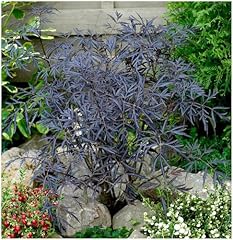 Elderberry sambucus nigra for sale  Delivered anywhere in UK