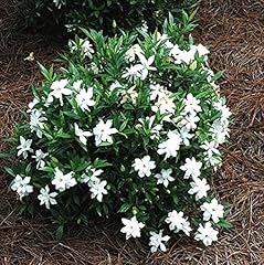 Frost proof gardenia for sale  Delivered anywhere in USA 