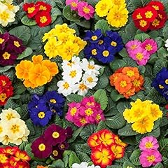 12x primula mixed for sale  Delivered anywhere in UK