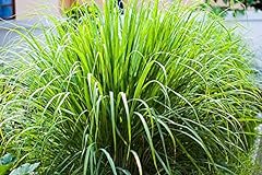 Lemongrass plants well for sale  Delivered anywhere in USA 