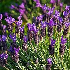 Pack french lavender for sale  Delivered anywhere in Ireland