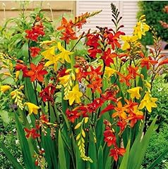 Bulbs mixcolors crocosmia for sale  Delivered anywhere in USA 