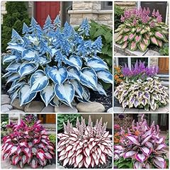 300 hosta seeds for sale  Delivered anywhere in USA 