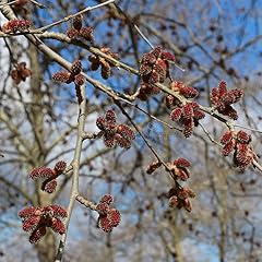 Generic red alder for sale  Delivered anywhere in USA 