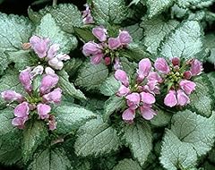 Beacon silver lamium for sale  Delivered anywhere in USA 