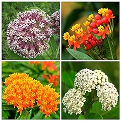 800 butterfly milkweed for sale  Delivered anywhere in USA 