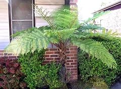 Cyathea australis australische gebraucht kaufen  Wird an jeden Ort in Deutschland