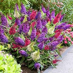 Pack butterfly bushes for sale  Delivered anywhere in USA 