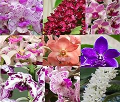 Live orchid plants for sale  Delivered anywhere in USA 