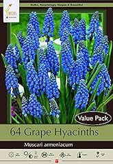 Blue grape hyacinth for sale  Delivered anywhere in USA 