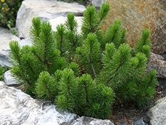 Dwarf mugo pine for sale  Delivered anywhere in USA 