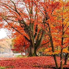 Tomorrowseeds red oak for sale  Delivered anywhere in USA 