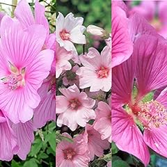 Lavatera mix inv for sale  Delivered anywhere in Ireland