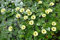 Floating plants water for sale  Delivered anywhere in USA 