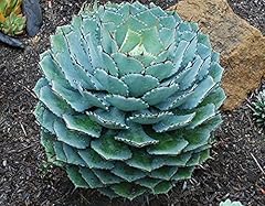 Agave potatorum agawa usato  Spedito ovunque in Italia 