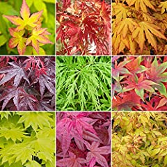 Acer trees japanese for sale  Delivered anywhere in Ireland
