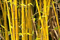 Golden crookstem bamboo for sale  Delivered anywhere in UK