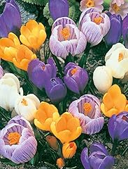 Large flowering crocus for sale  Delivered anywhere in UK