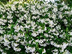 1014 star jasmine for sale  Delivered anywhere in USA 