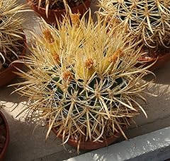 Portal Cool Ferocactus chrysacanthus 10 Semi. Super spine! rare Echinocactus usato  Spedito ovunque in Italia 