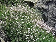 Tunica saxifraga petrorhagia for sale  Delivered anywhere in Ireland