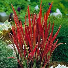 Garden imperata blood for sale  Delivered anywhere in UK