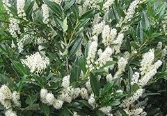 Schip laurel tall for sale  Delivered anywhere in USA 