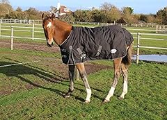 Rhinegold foal konig for sale  Delivered anywhere in UK