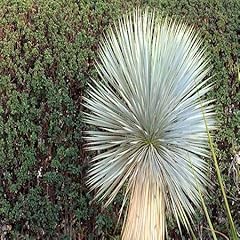 Semi piante yucca usato  Spedito ovunque in Italia 